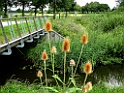 Grote Kaardebol [13493] 06-aug-2017 (de Doorbraak, Ypelo)